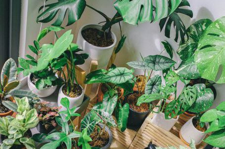 Indoor Plants - Green Leaf Plant Lot