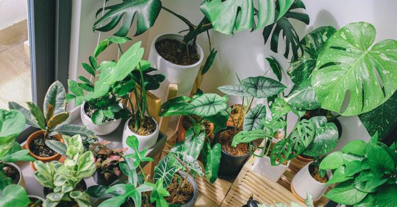 Indoor Plants - Green Leaf Plant Lot