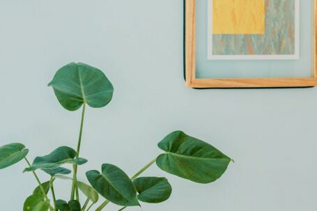 Indoor Plants - Orbicular Plant on Desk